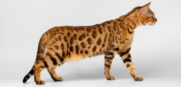 Bengal, o gato de bengala