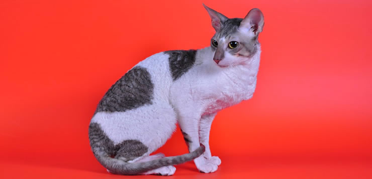 Cornish Rex