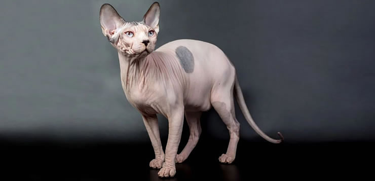 Sphynx