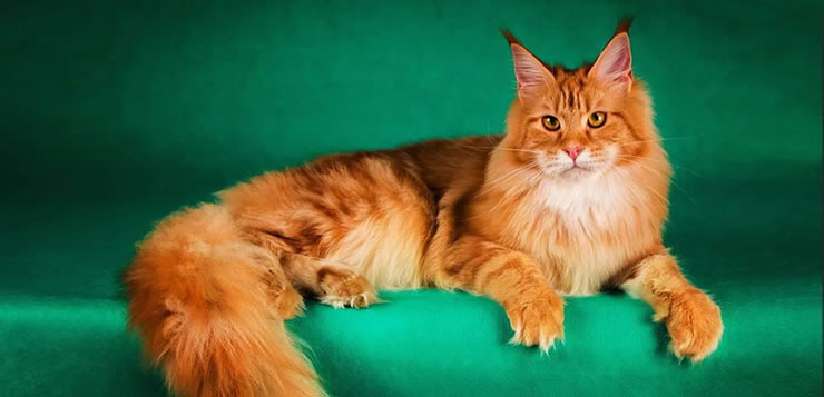 Maine Coon