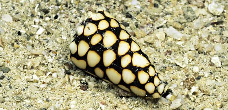 Caracol marbled cone