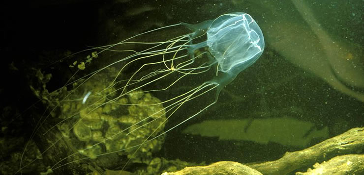 Água viva mortal (Box Jellyfish)